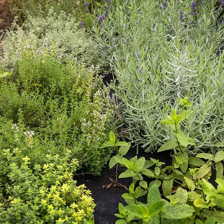 Apartment Quintal Organico Vau (Obidos)